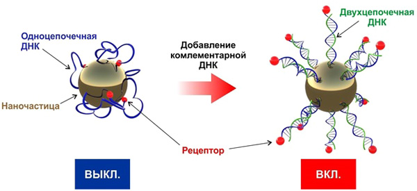 Активация рецептора на поверхности наночастиц при добавлении комплементарной нити ДНК