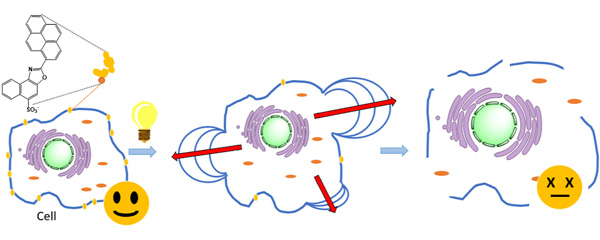 Синтезированы вещества для диагностики и терапии опухолей – недорогие и безопасные