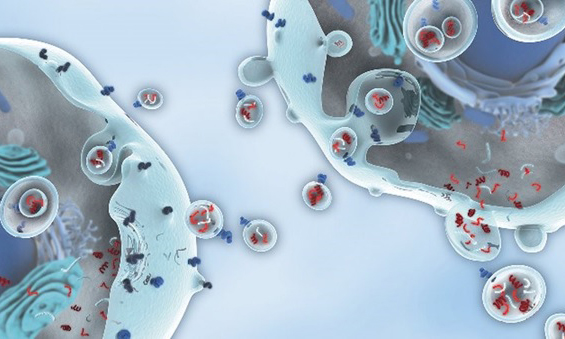 Как поймать внеклеточные везикулы: Новая технология для выделения маркеров заболеваний