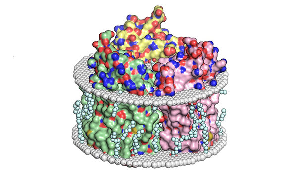 Ученые МФТИ пролили свет на перенос ионов живыми клетками