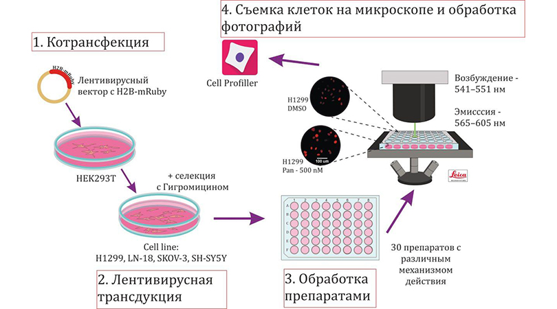 Традиционные тесты онкопрепаратов занижают оценки их эффективности на 10-20%