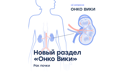 У мужчин в 1,5-2 раза чаще, чем у женщин: команда онлайн-энциклопедии «Онко Вики» выпустила новый справочник, на этот раз – о раке почки