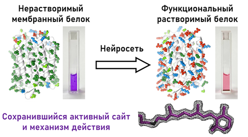 Биофизики научились изменять растворимость белков