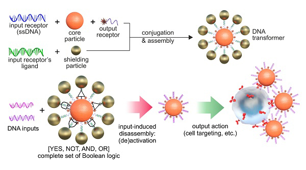 Российские ученые создали «умные» наноагенты на основе ДНК для лечения болезней