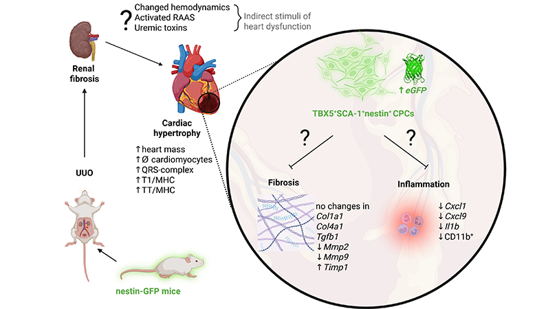 Исследование нестин-позитивных клеток в миокарде может помочь при разработке лекарства для почек и сердца