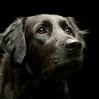 Выявить рак по запаху: обученные собаки могут обнаружить гемангиосаркому