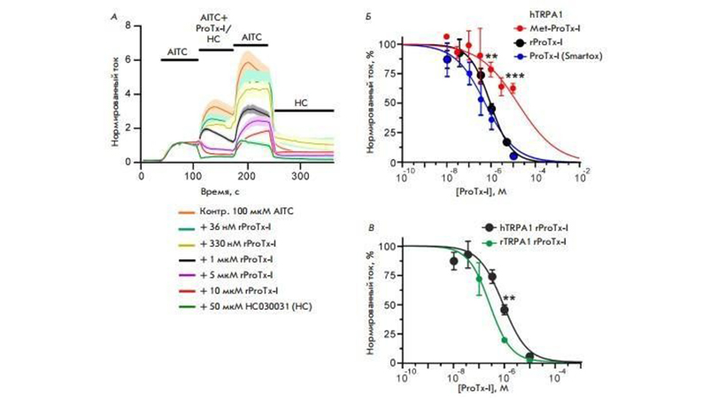 Российские ученые выяснили, как оптимально синтезировать паучий токсин