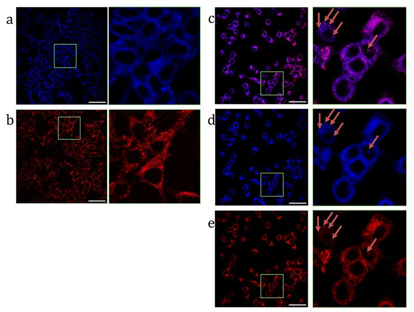 Ученые объединили в наночастицах в виде гантелей молекулы с противоположными свойствами