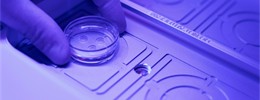 Ткань семиномы сохранила жизнеспособность вне организма до десяти дней